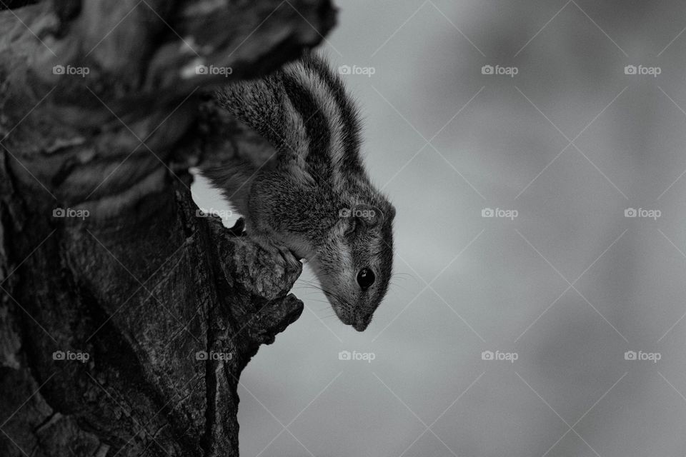 This photo was taken by me during this Quarantine period when I was trying to capture some birds shots. then I suddenly saw a squirrel running and stopped for a sec on tree. and in front of you this is part of one sec of that squirrel