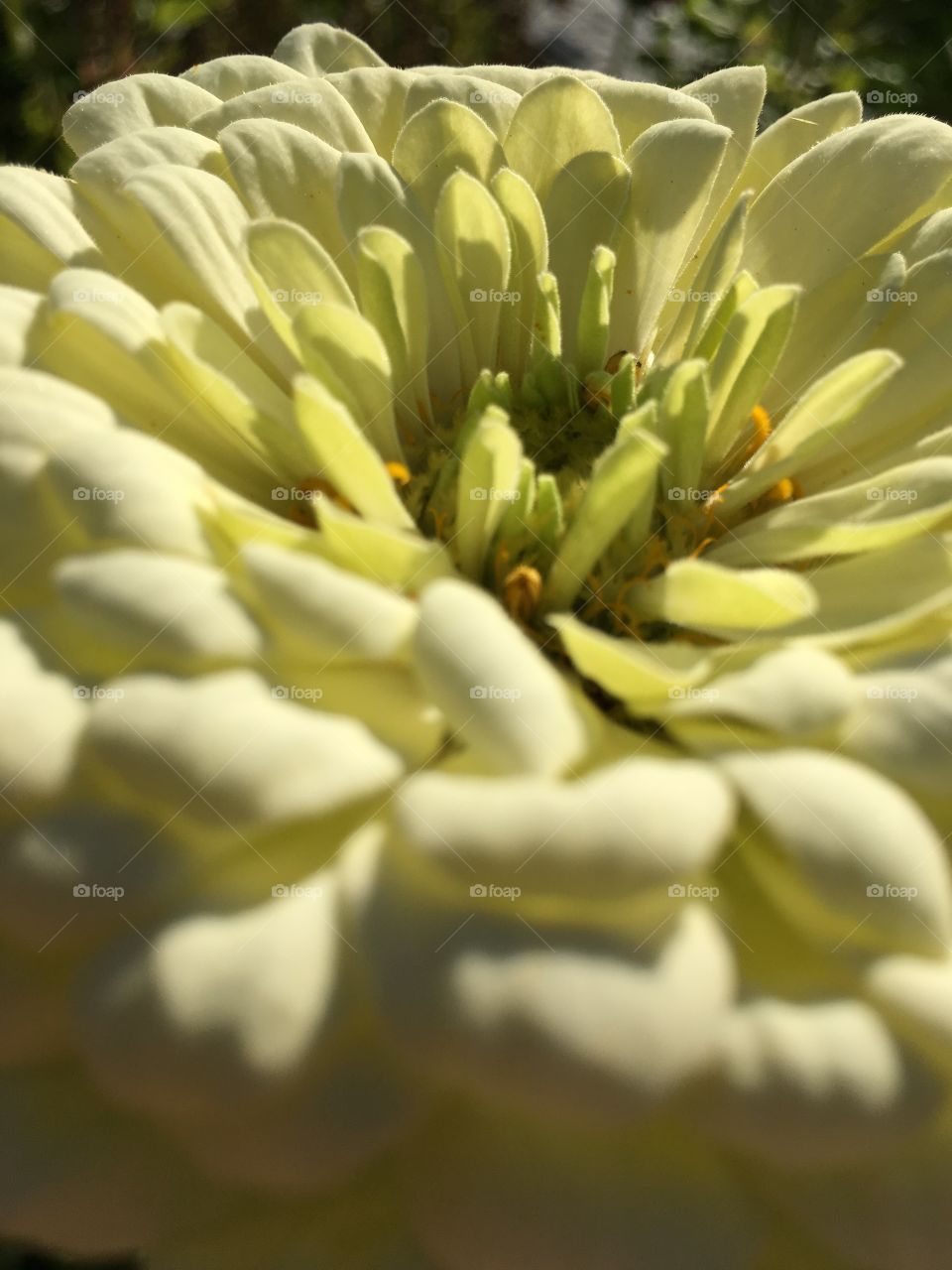 White Zinnia