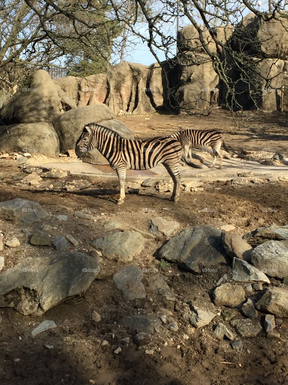 Zebra
