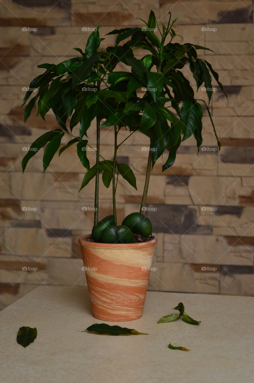 house plants in pot-Castanospermum australe, Moreton Bay Chestnut, Blackbean, Lucky Bean,