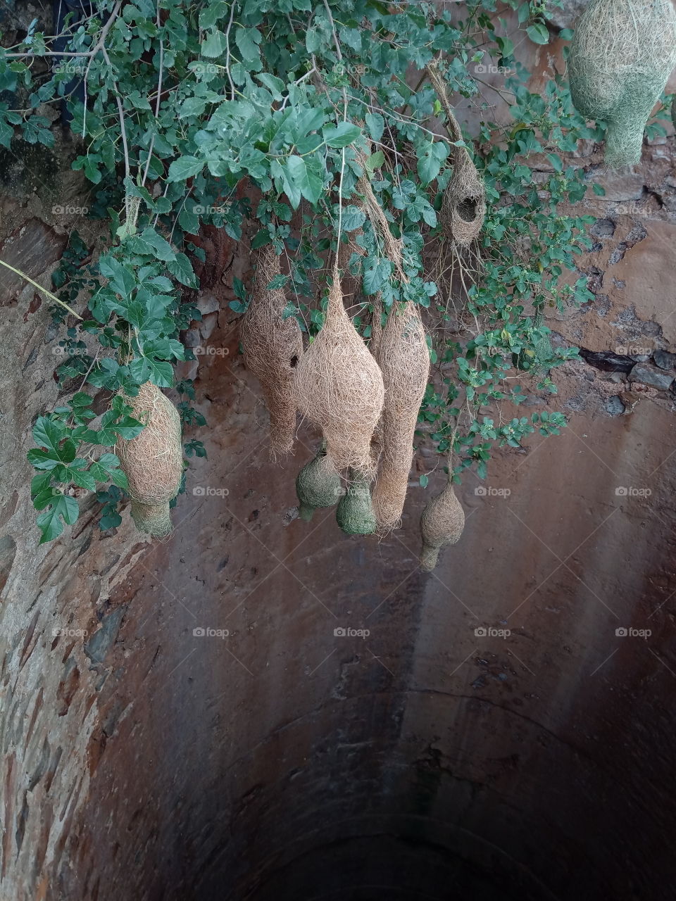 It is a bird that makes such a ghost in the stern.