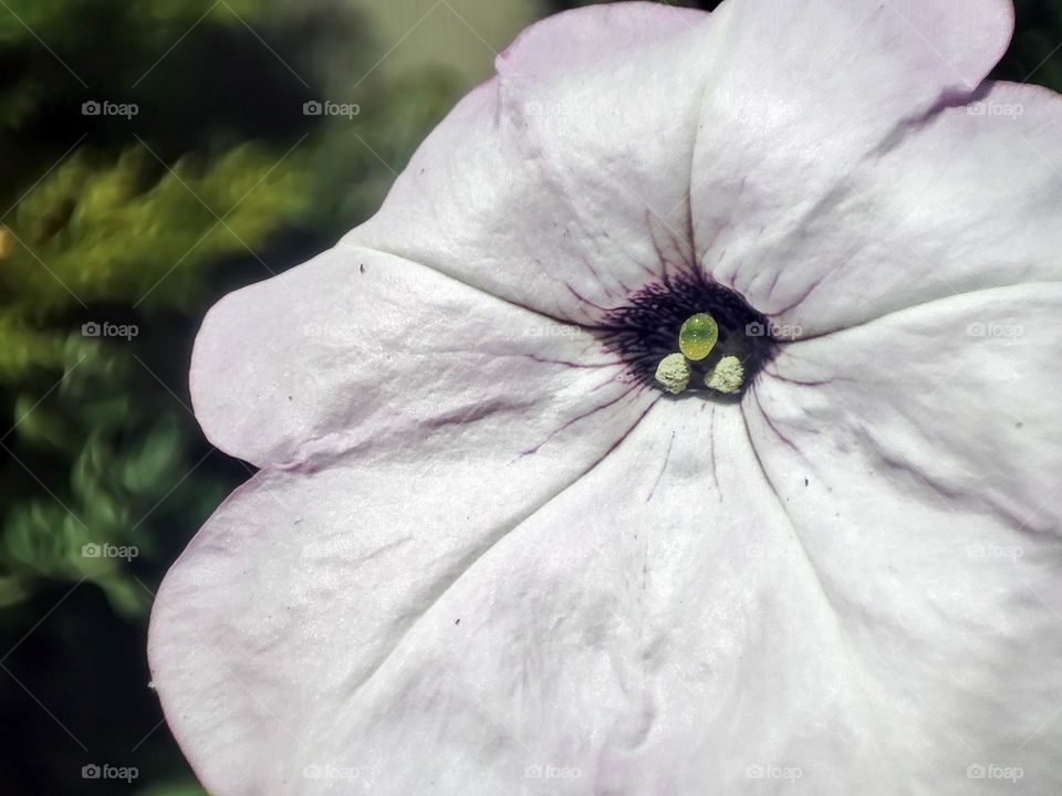 Macro photo of a flower growing in the garden