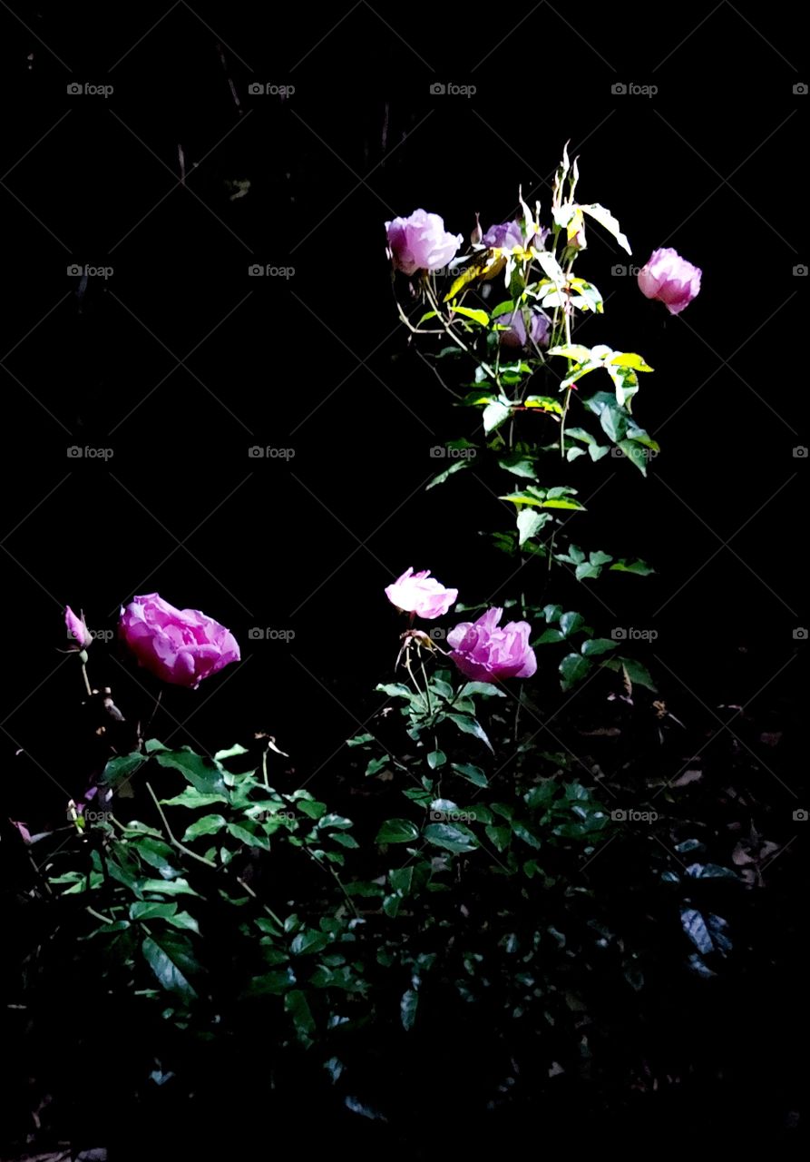 Roseira delicada recebendo um raio de luz que foge da janela na noite escura.