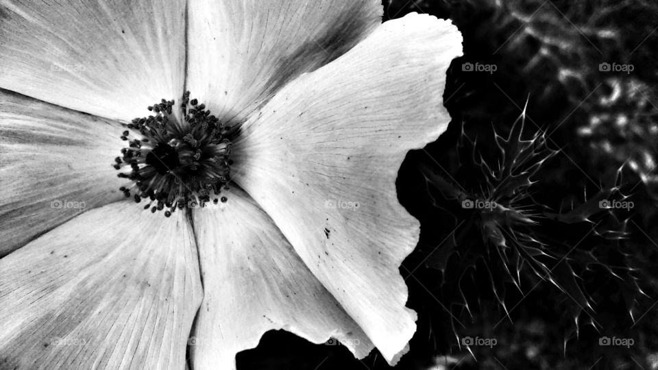 Wildflower in black and white