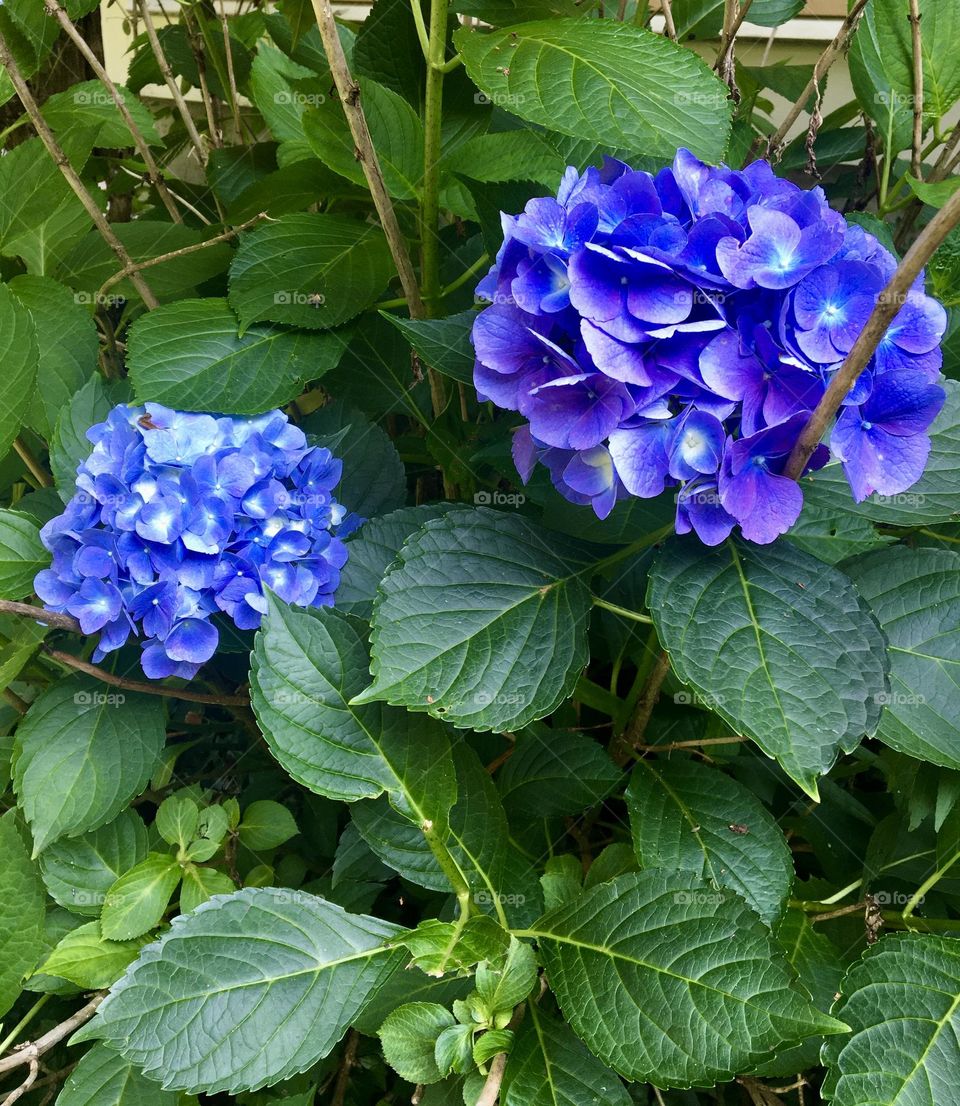 A stunning close-up of two clusters of hydrangea blooms in deep purple-blue hues. The rounded clusters are dense with petals that fade from a cool blue at the center to a rich, velvety purple at the edges, creating a mesmerizing gradient.