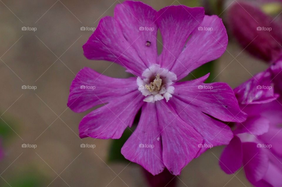 Garden of purple flowers