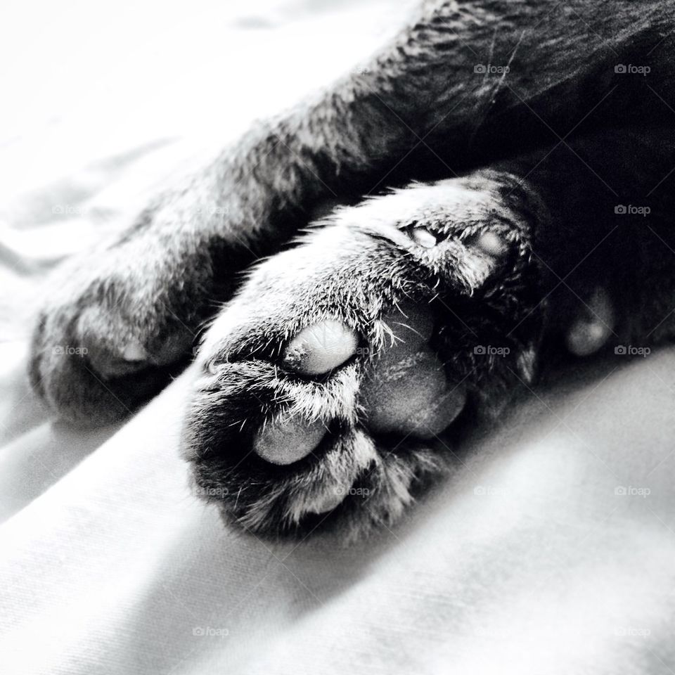 Cats paw