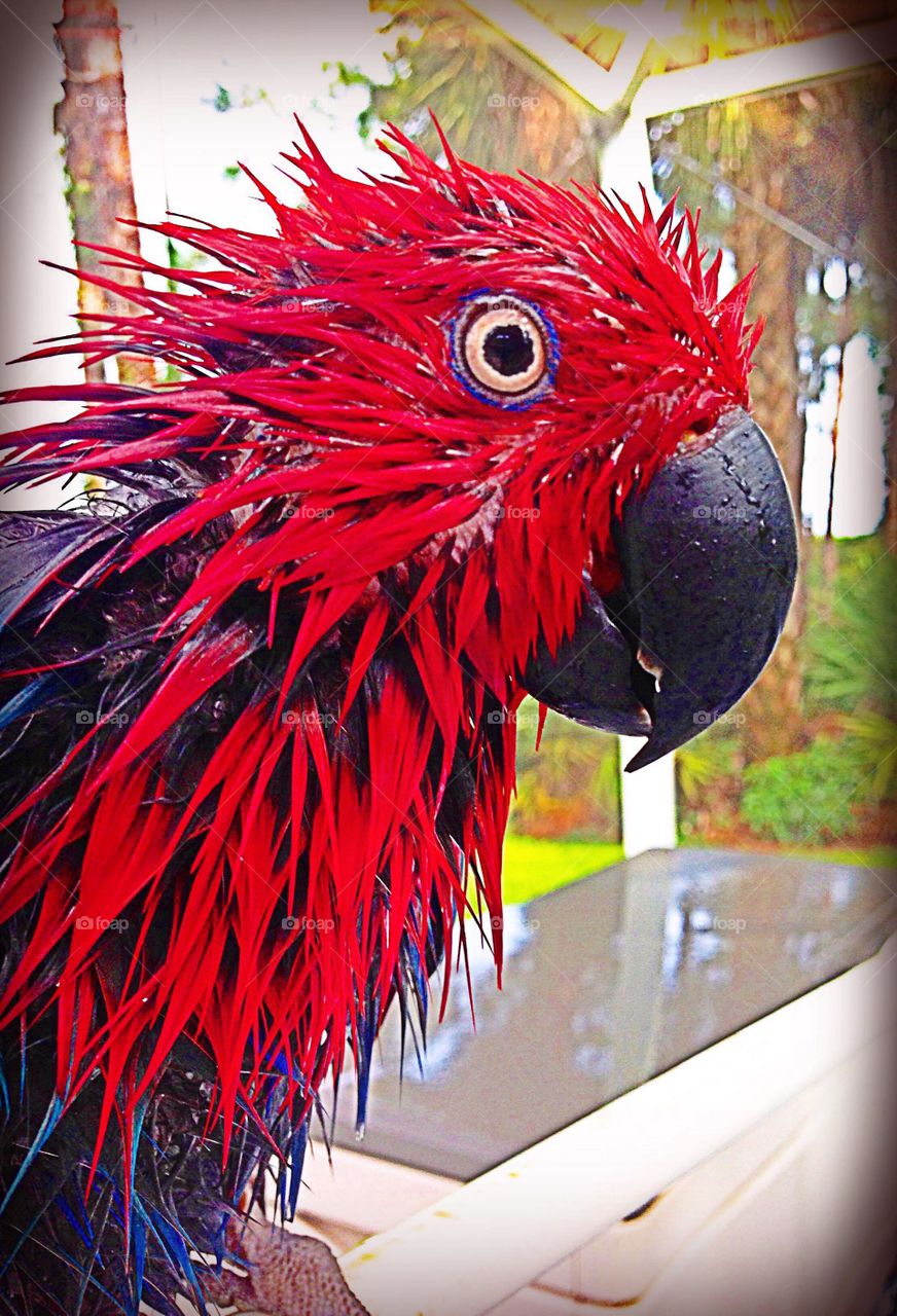 Wet Parrot after a fun warm shower.