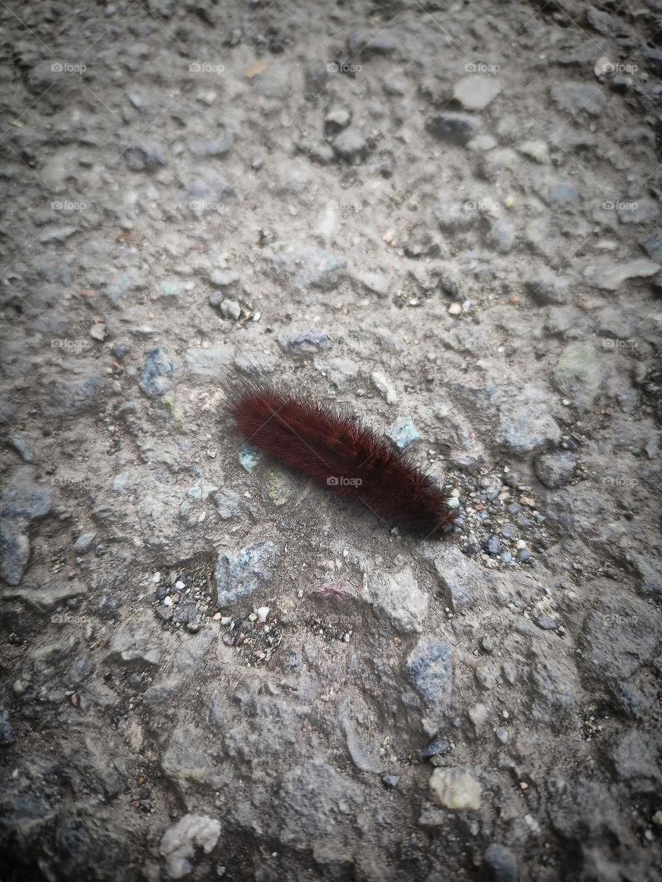 caterpillar on the road