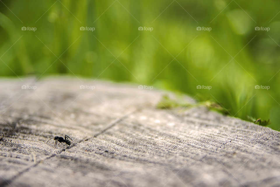 ant nature