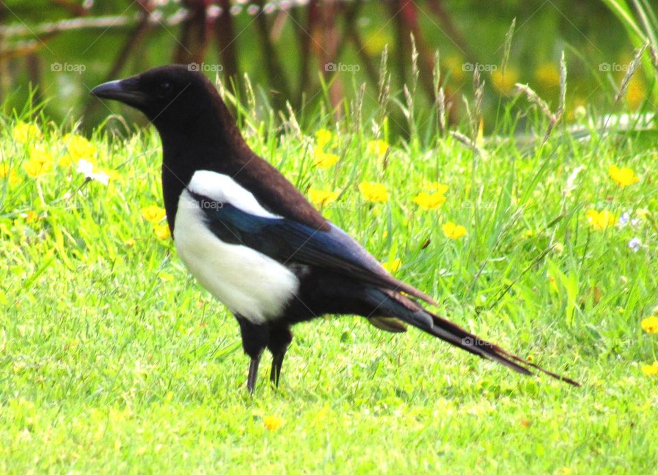 magpie