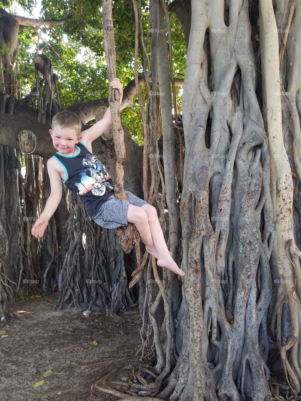 Little boy smiles big while swinging from vine of a banyan tree.