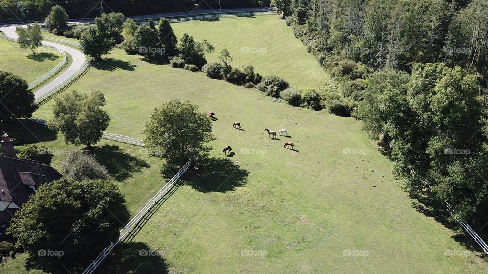 Field of horses