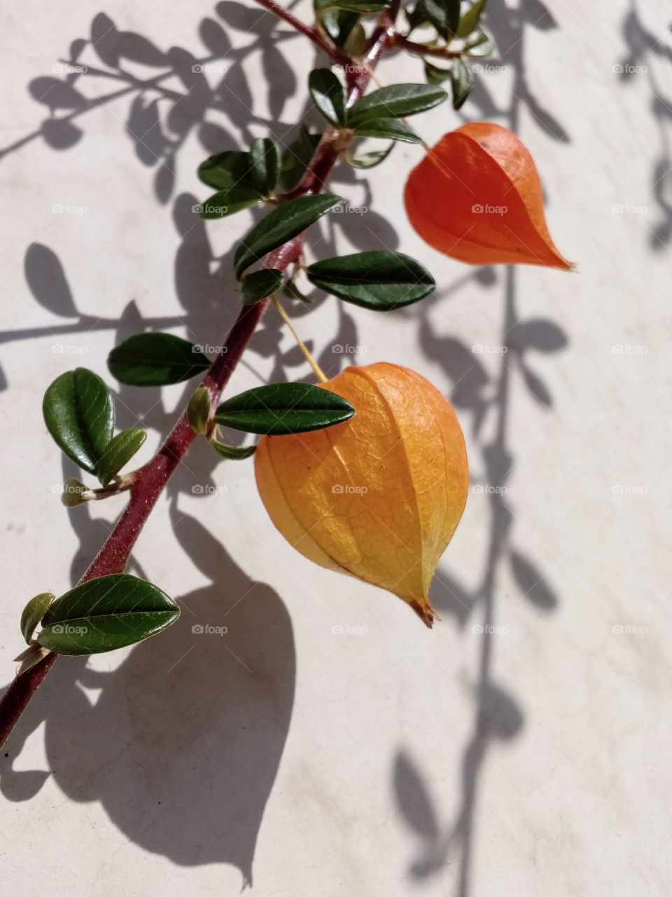 gooseberry hanging with leaves and shadow from sunlight