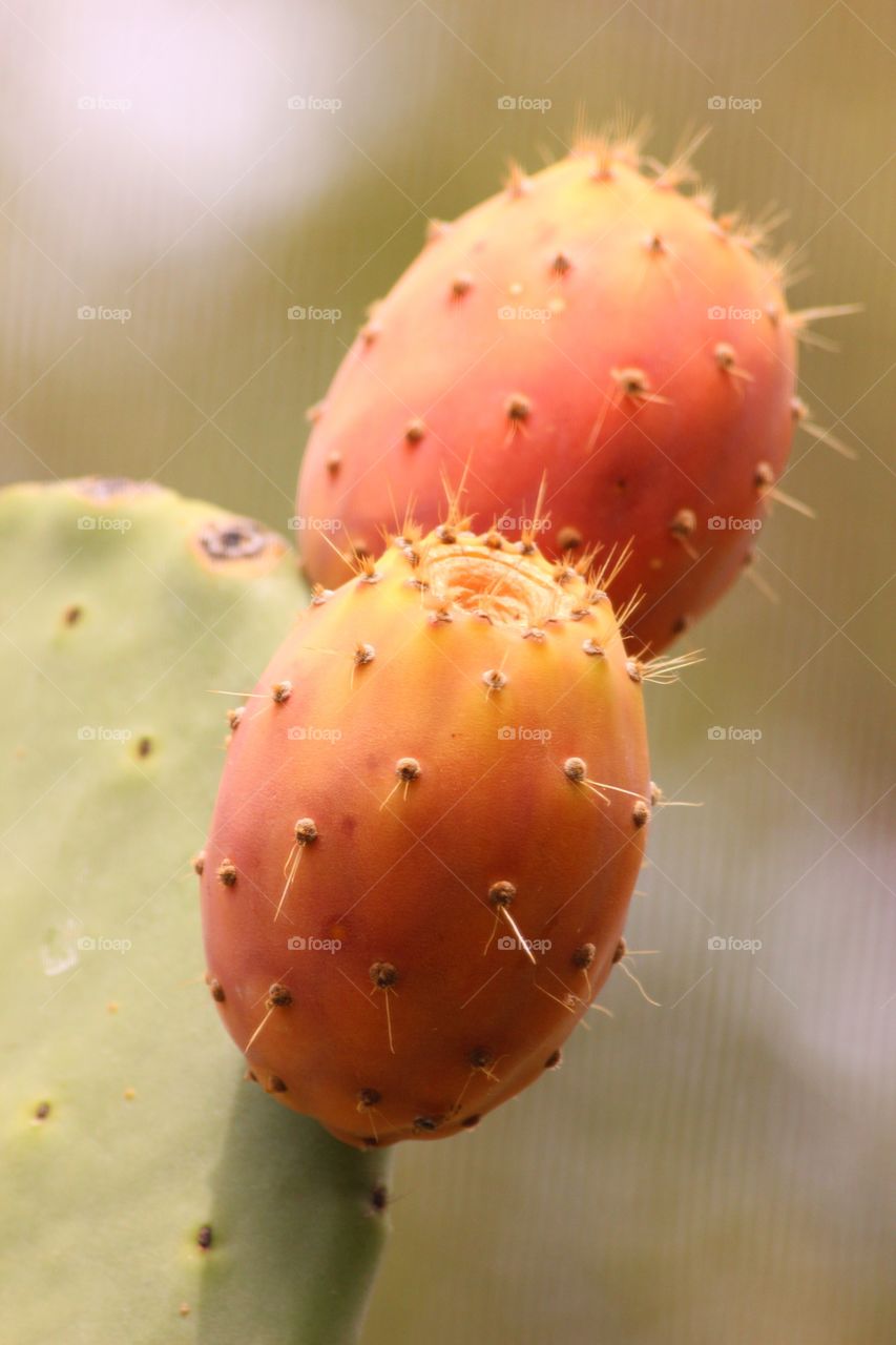 prickly pear