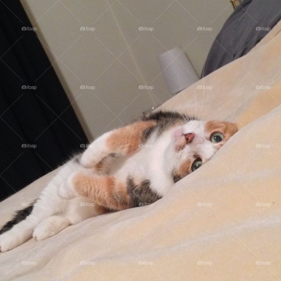 Silly calico cat