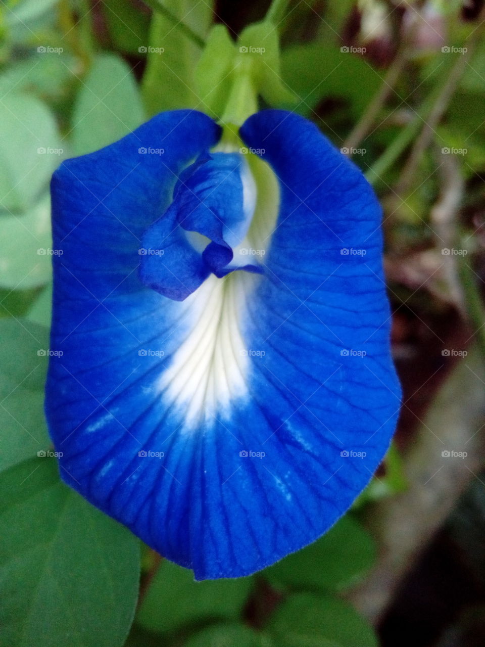 Blue Pea Flower