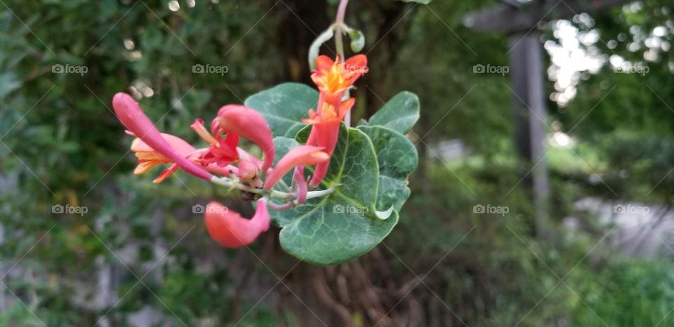 Honeysuckle
