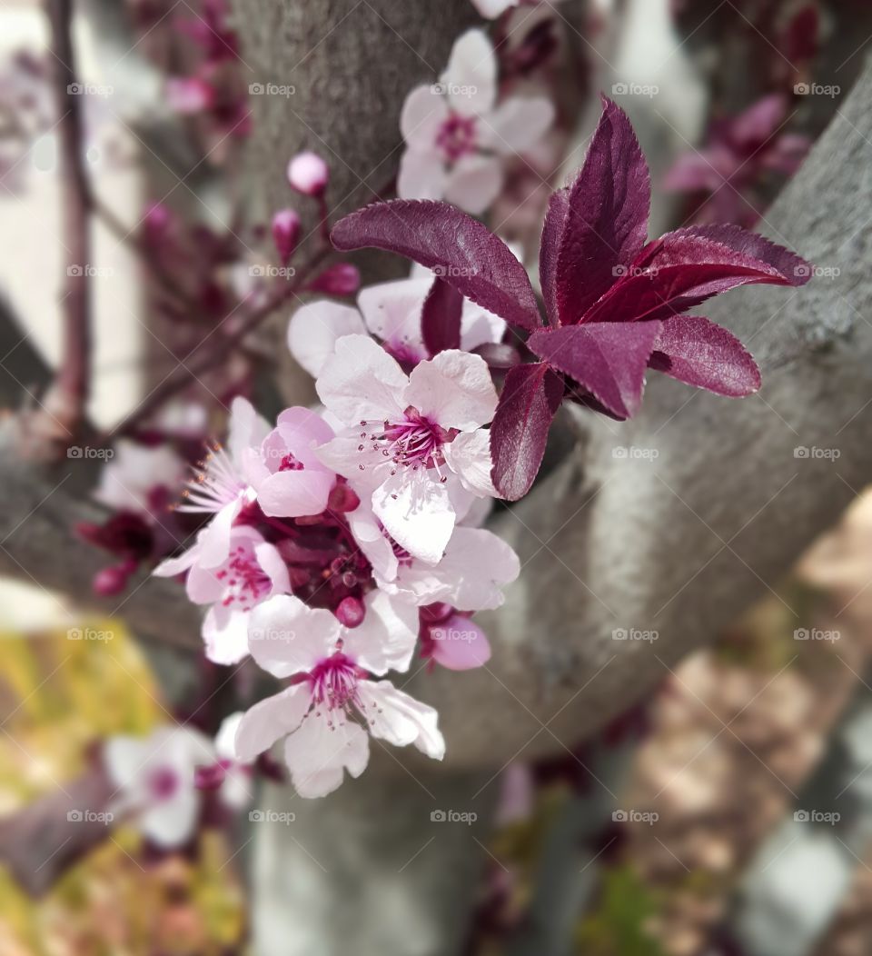 spring time cherry blossoms