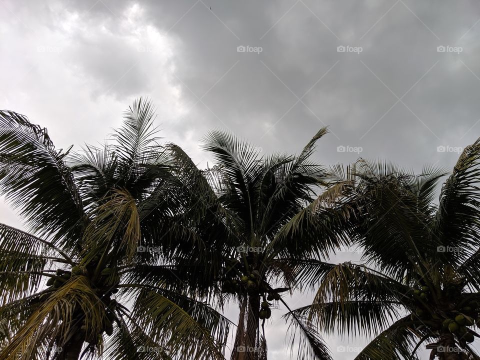 Looking up through palm trees to the sky on a cloudy rainy day