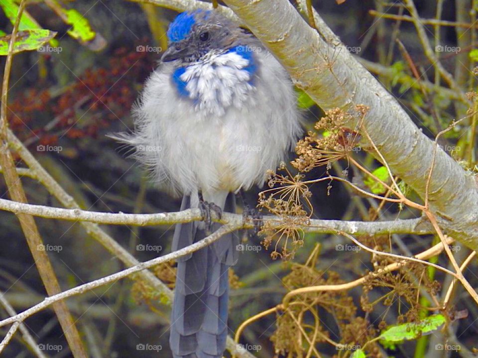 Scrub Jay