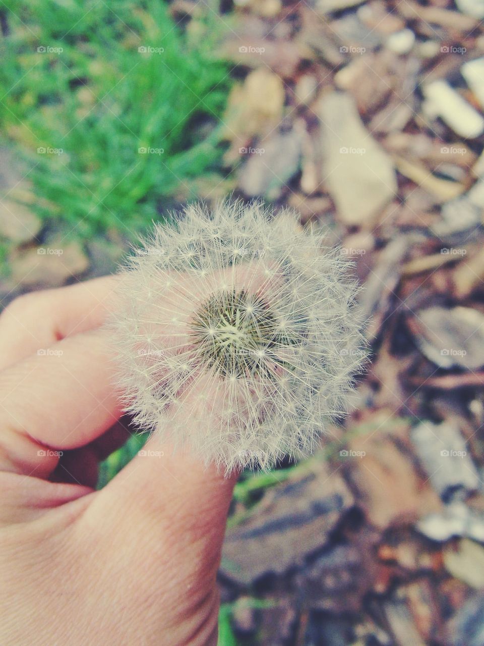 dandelion