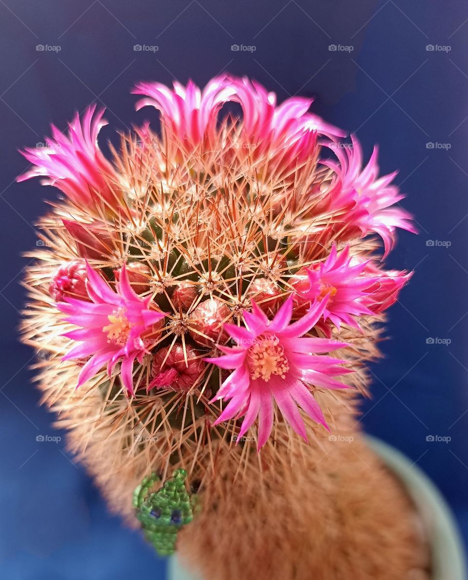 beautiful cactus flowers 🌺 magenta