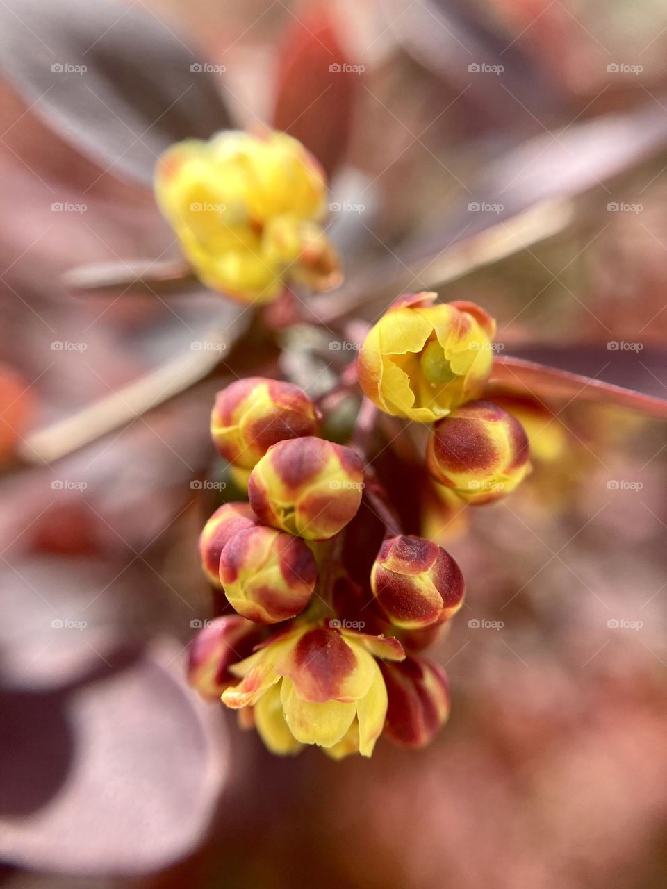 Spring garden bush "barberry