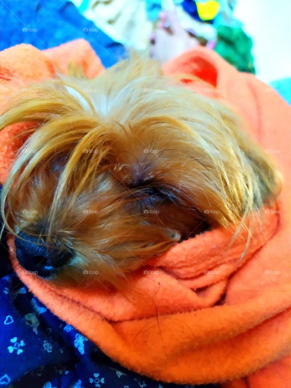 sleepy dog