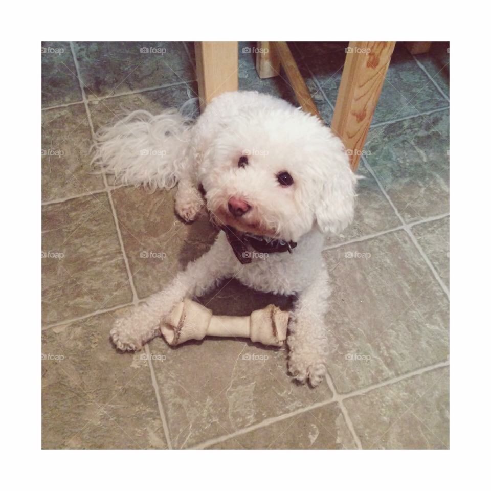 Bichon with a dog bone