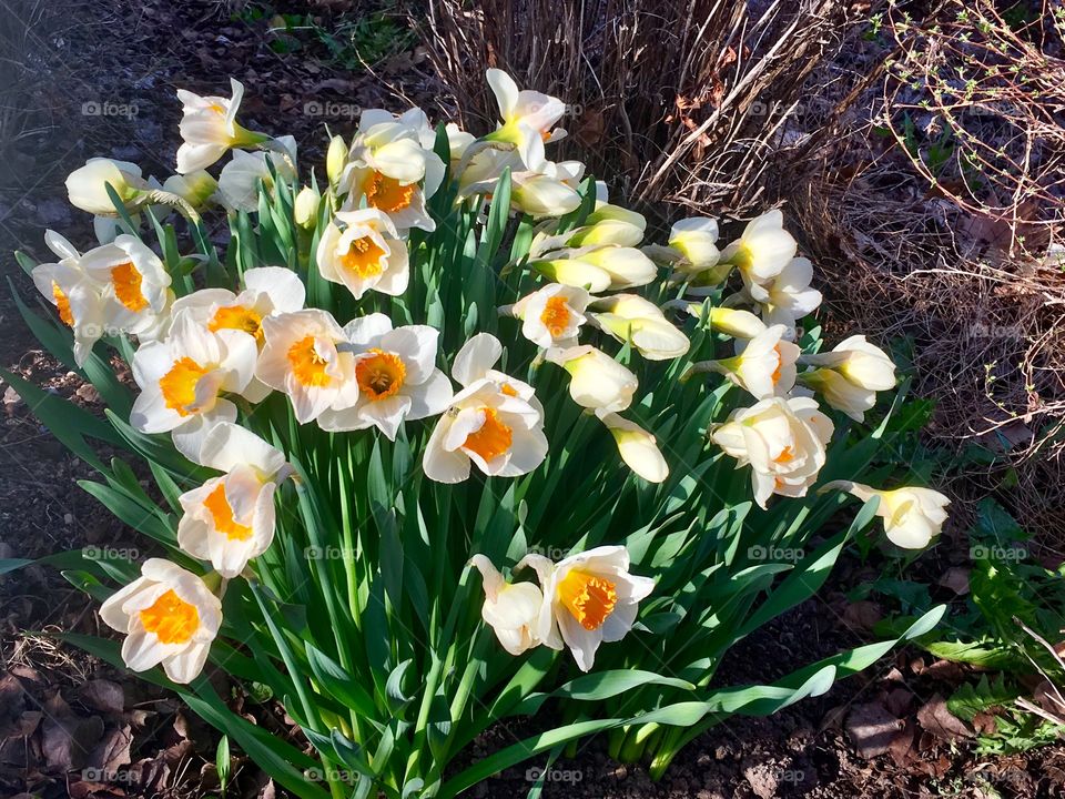 spring Daffodils 