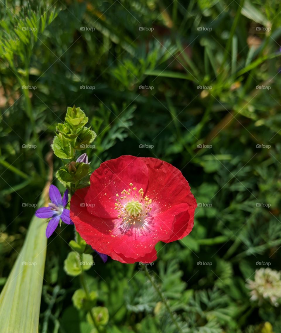 wild poppy