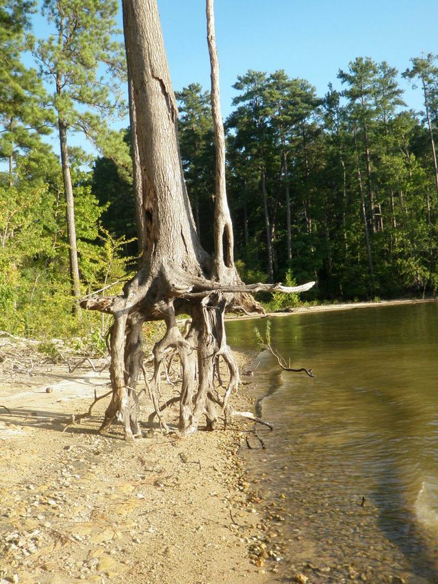 tree losing ground