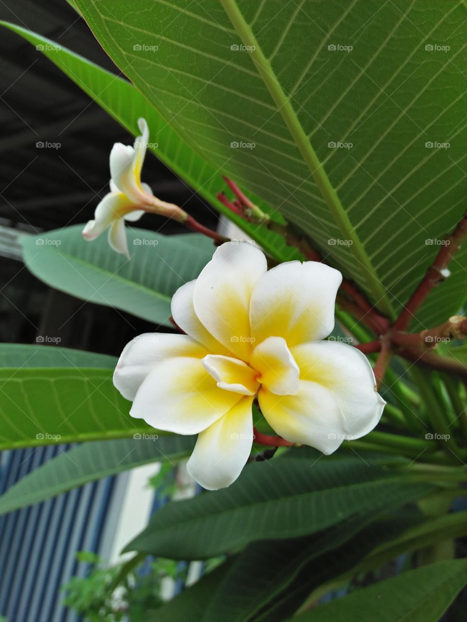 Kamboja flower