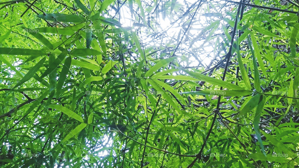 Bamboo green leaf. Bamboo green leaf, textures, background, Nature