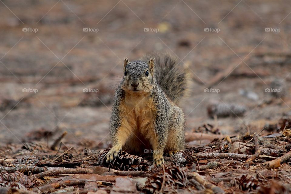Squirrel looking
