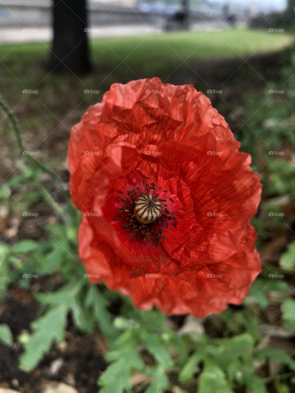 Poppy