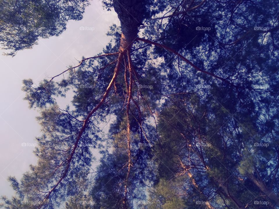 crown of coniferous fir in the forest in the afternoon against the blue sky