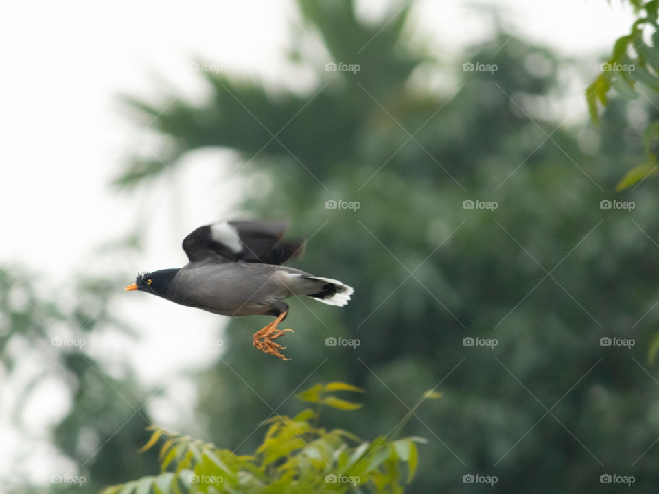 Flying Myna