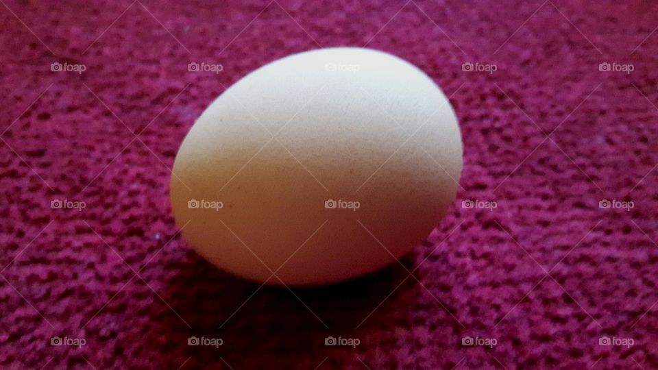 egg