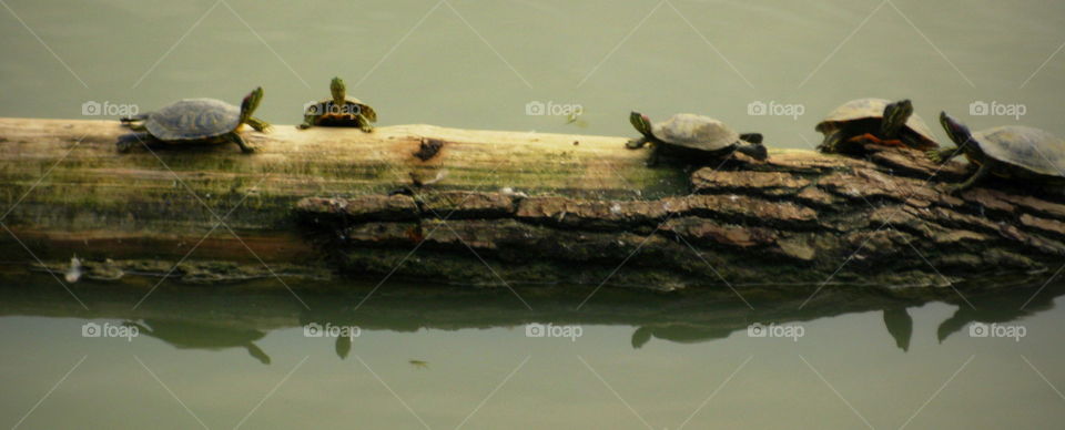 These are turtles gathering on a log in the middle of a pond at the Columbus Zoo in Ohio.