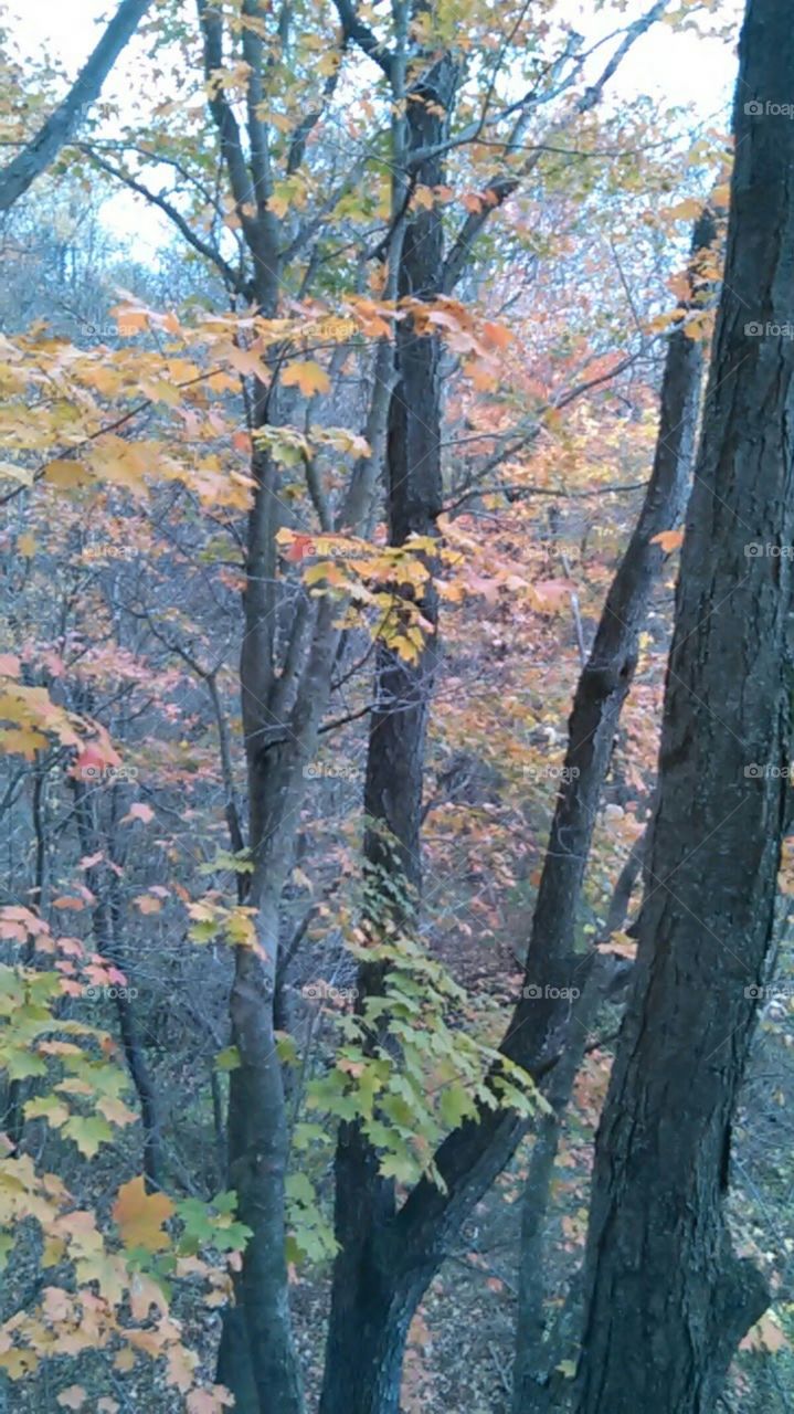 warm fall day. sounds of a brook flowing and leaves rustling in the breeze.