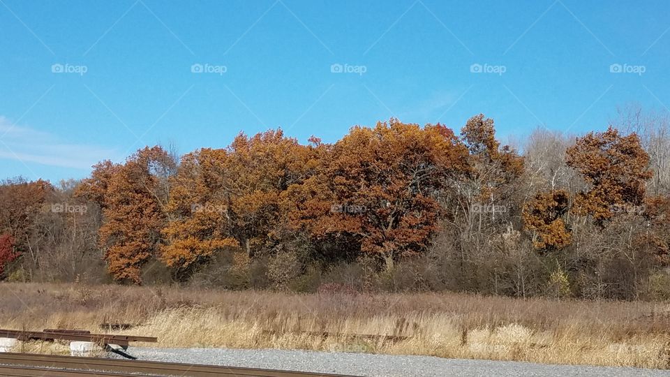 tree line in field