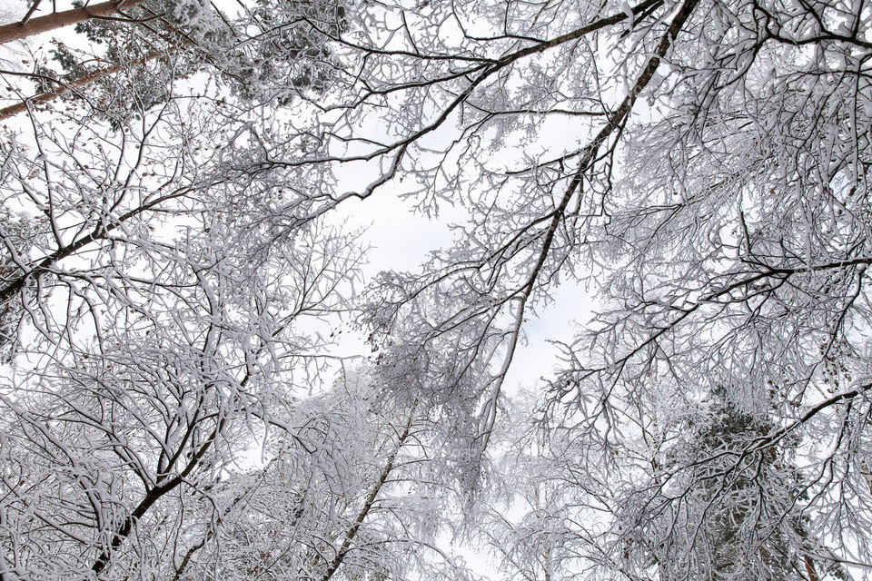 Snowy frosty forest, view looking up