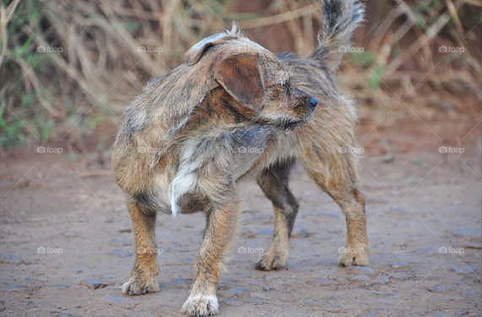 Cachorrinho abandonado