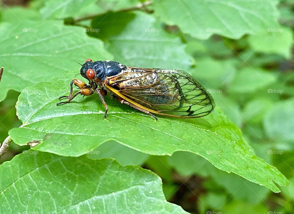 A cicada sitting on a leaf