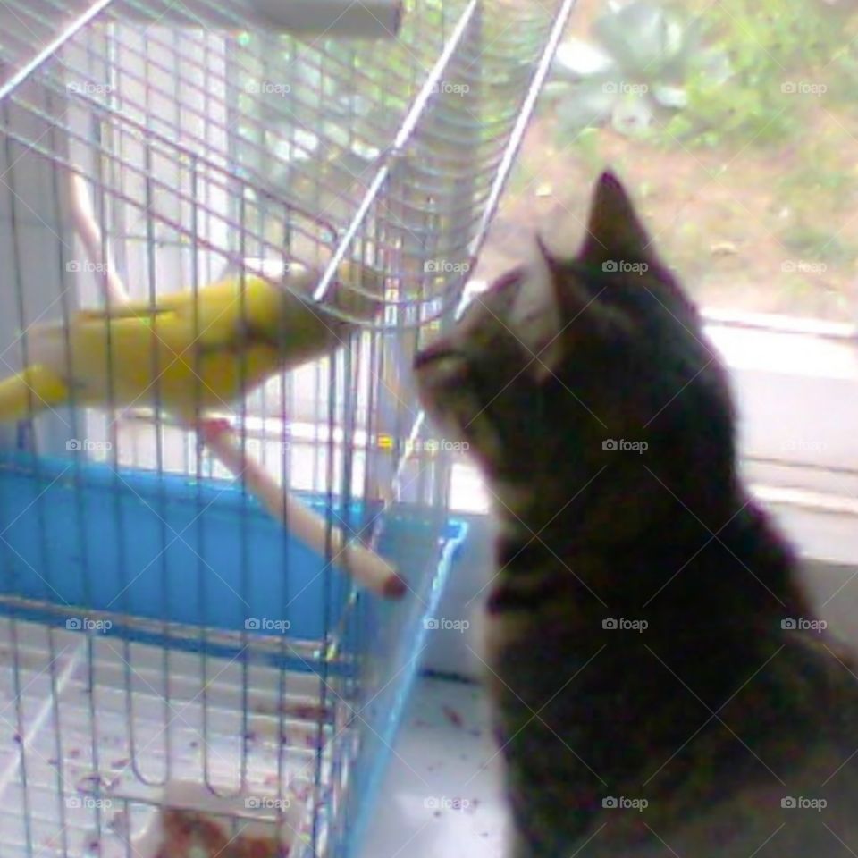 The conversation of a parrot with a cat.