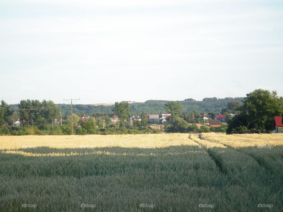 field