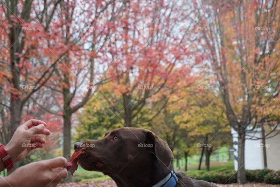 Autumn#leaves#colors#dog