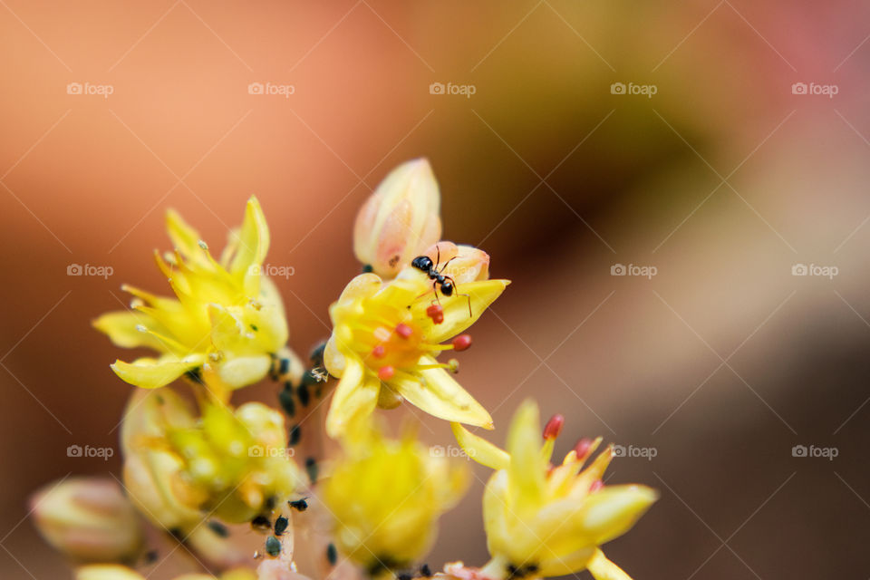 Ant on yellow cactus flower in my garden. The small things we never look at and ignore. 